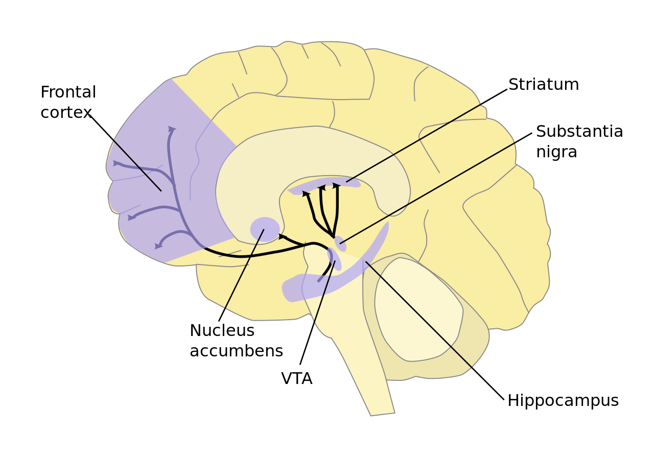 Dopamine pathways in the brain