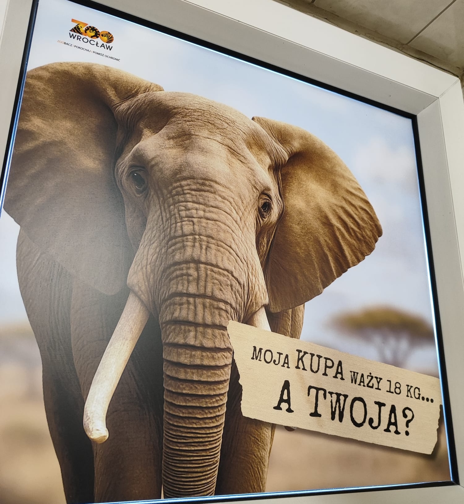 A window decal at the Wrocław ZOO depicting an elephant with a humorous caption about how much its poop weighs.
