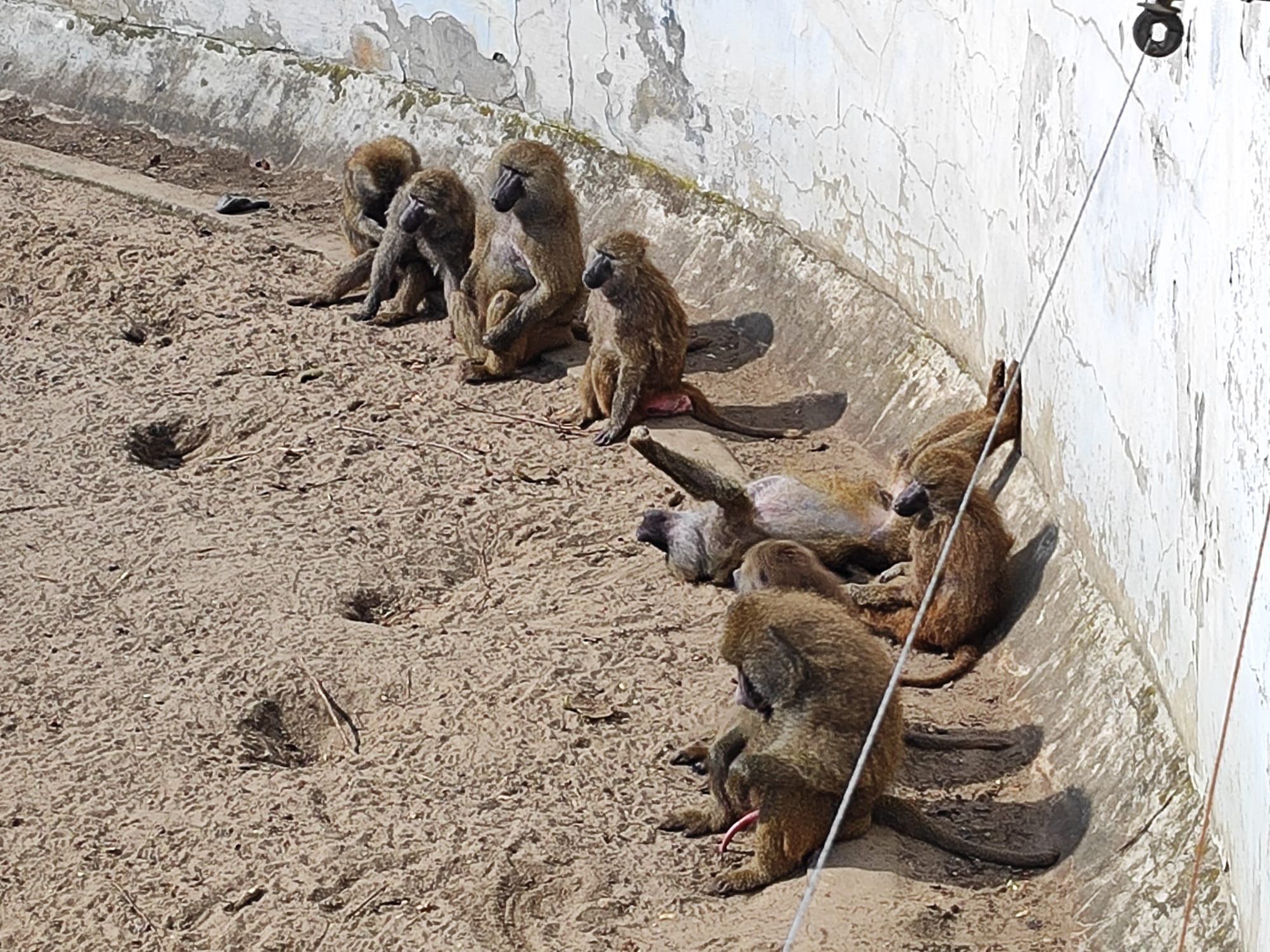 Monkeys in a zoo enclosure, sitting against the enclosure wall, basking in the sun.