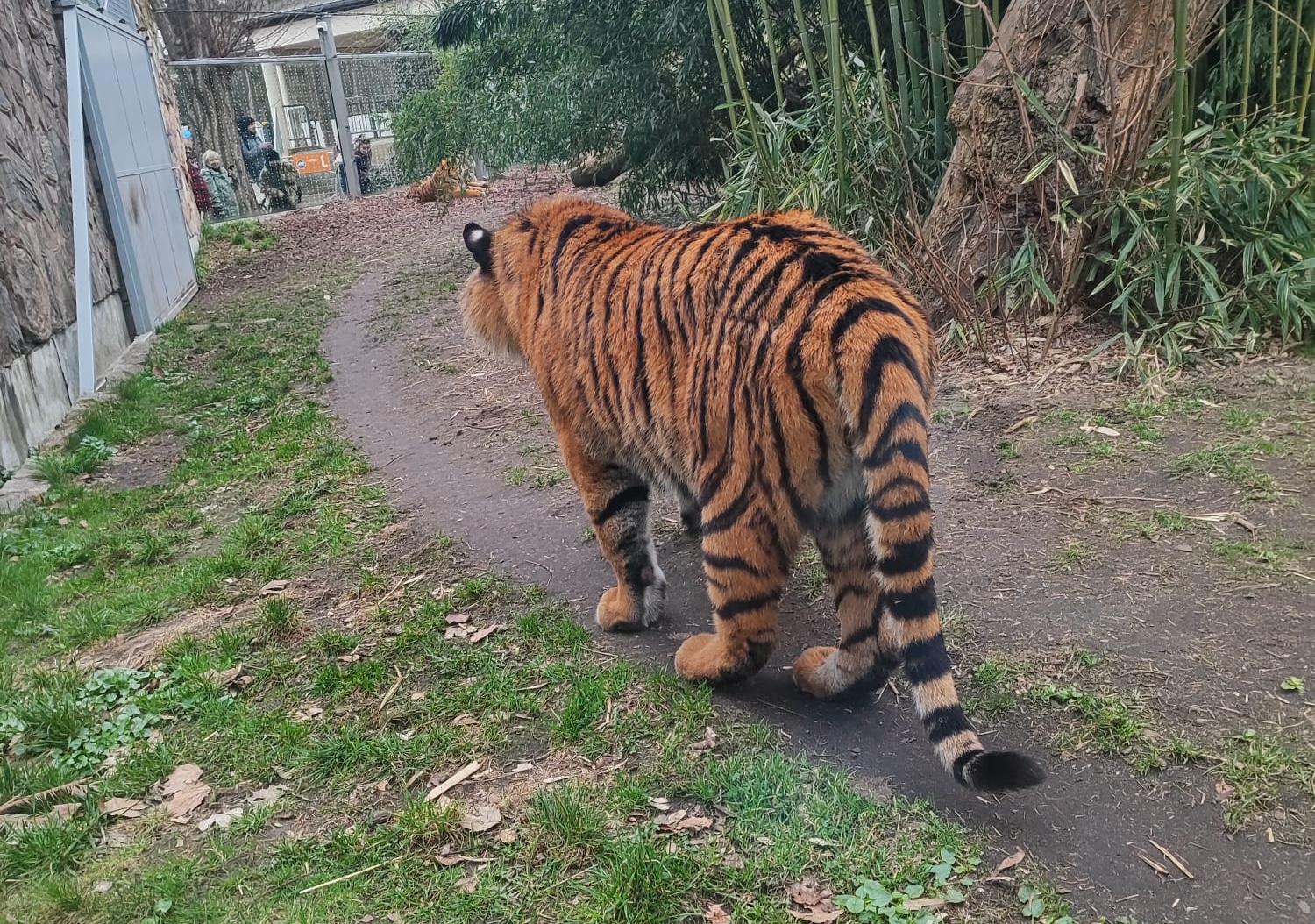A tiger in a zoo enclosure, facing away from the camera.